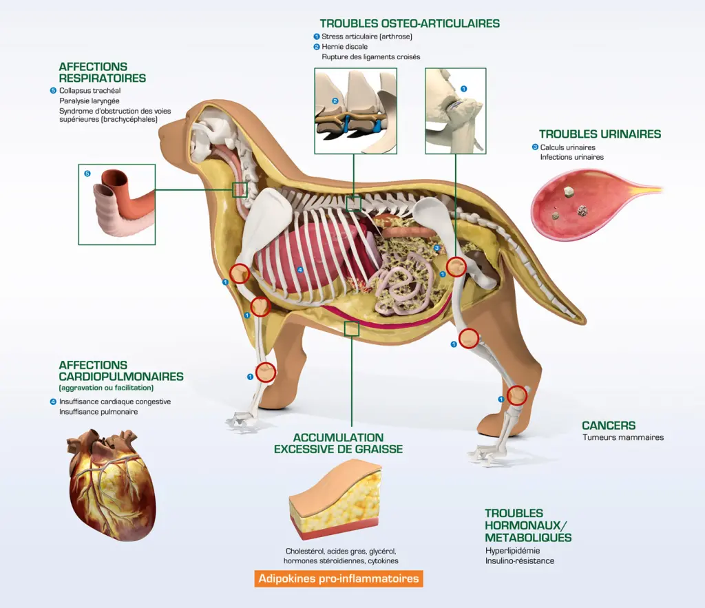 Planche anatomique en 3D d'un chien pour Royal Canin