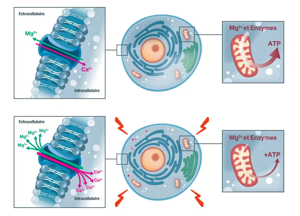 Schémas biologique sur les rapports entre les enzymes et le magnésium