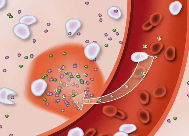 Schéma technique médical montrant des virus circulant dans le sang